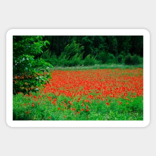 Poppy Field Sticker